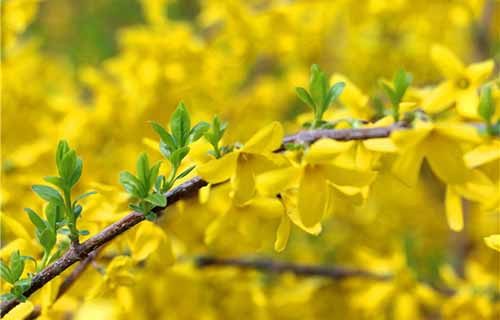 張掖高等醫(yī)學(xué)?？茖W(xué)校