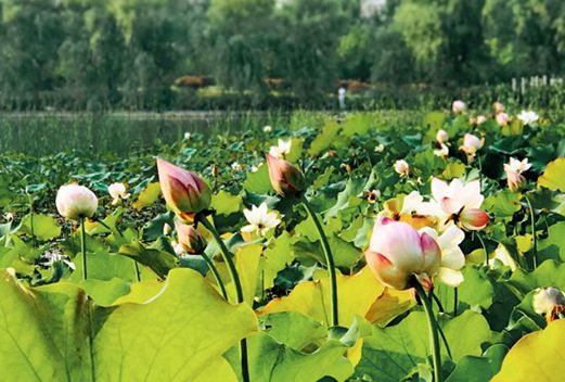 安徽汽車職業(yè)技術學院