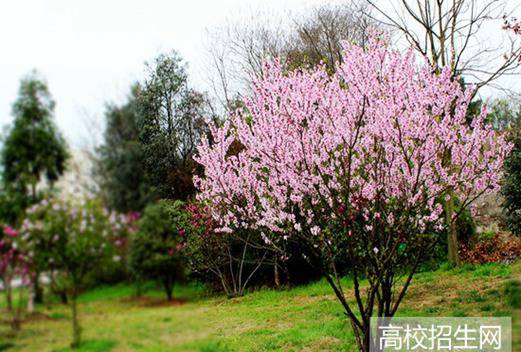 池州職業(yè)技術學院