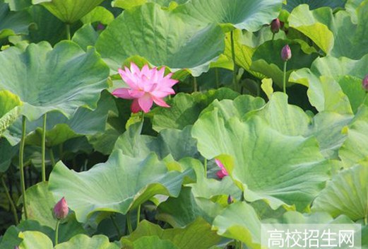 亳州職業(yè)技術(shù)學(xué)院