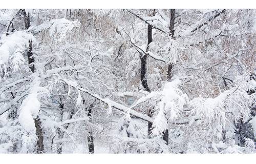 黑龍江林業(yè)職業(yè)技術(shù)學(xué)院